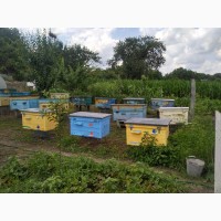 Продам бджоли, 10 бджолосімей можна з вуликами