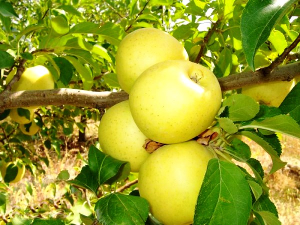 Продам дуже красиві яблука (Голден Делішез) оптом