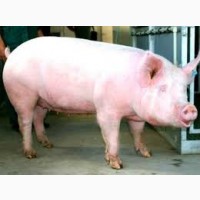 Продам товарных свиней бекон
