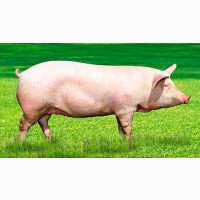 Продам товарных свиней бекон
