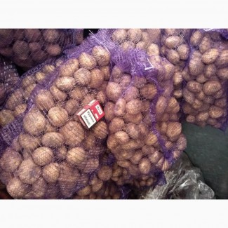 Оптовий продаж картоплі товарної, Київська область