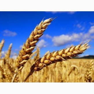 Семена озимой пшеницы Ветеран (остистая, элита)