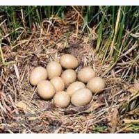 Інкубаційні яйця фазанів