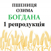 Насіння озимої пшениці БОГДАНА 1 репродукція (с. Саї)