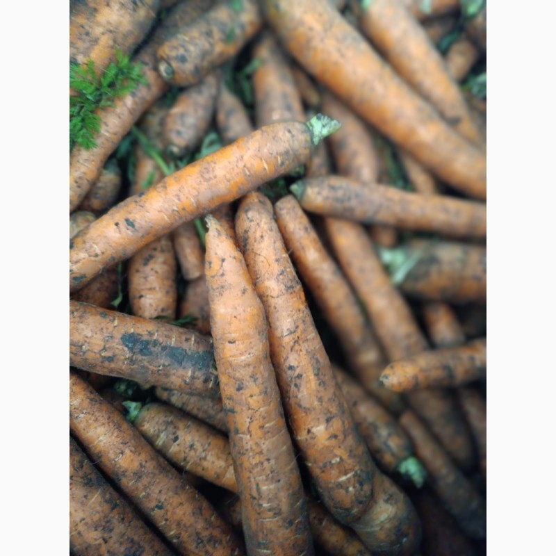 Фото 2. Продам моркву молоду експорт великі об#039; єми