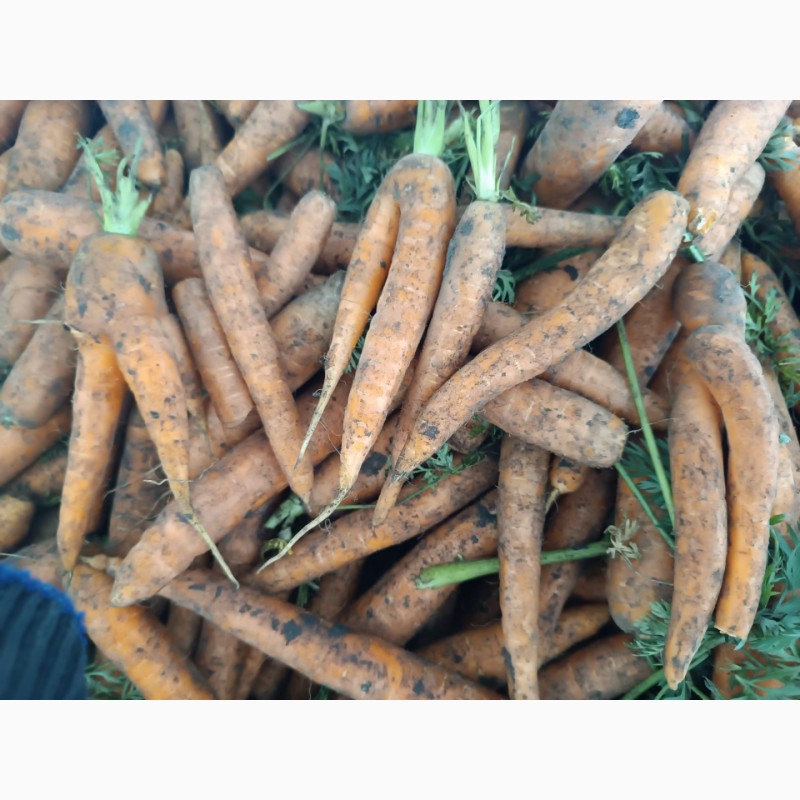 Фото 3. Продам моркву молоду експорт великі об#039; єми