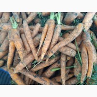Продам моркву молоду експорт великі об#039; єми