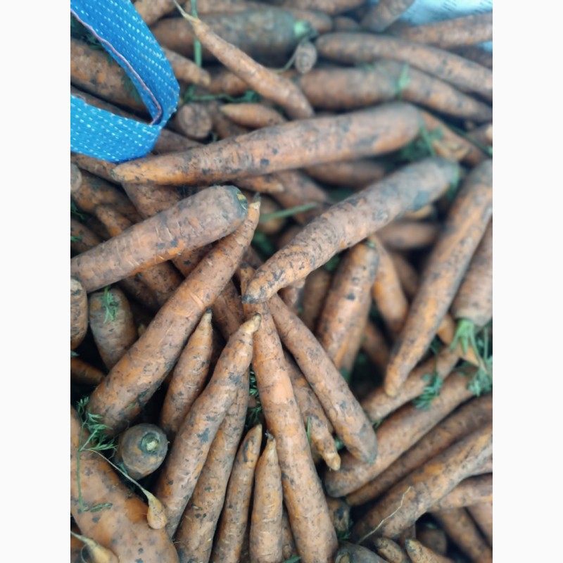 Фото 4. Продам моркву молоду експорт великі об#039; єми