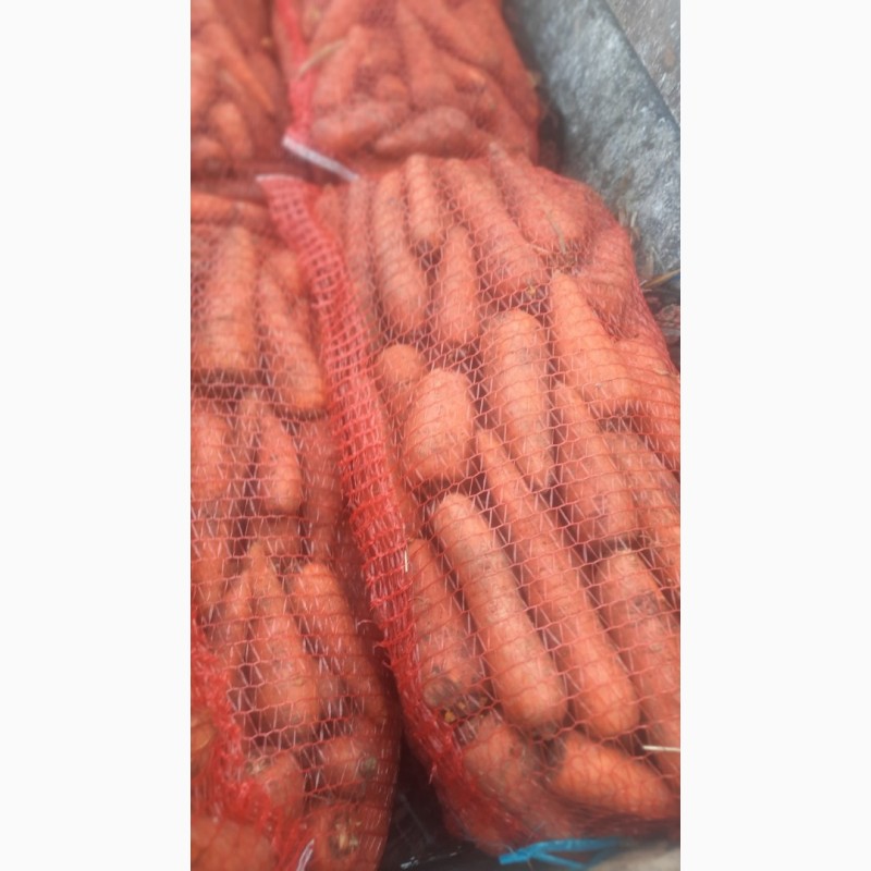 Фото 2. Продам товарну моркву. Ціна 5.50грн
