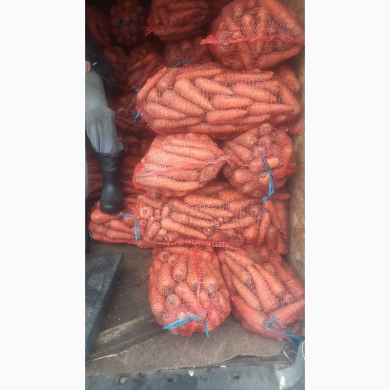 Фото 5. Продам товарну моркву. Ціна 5.50грн