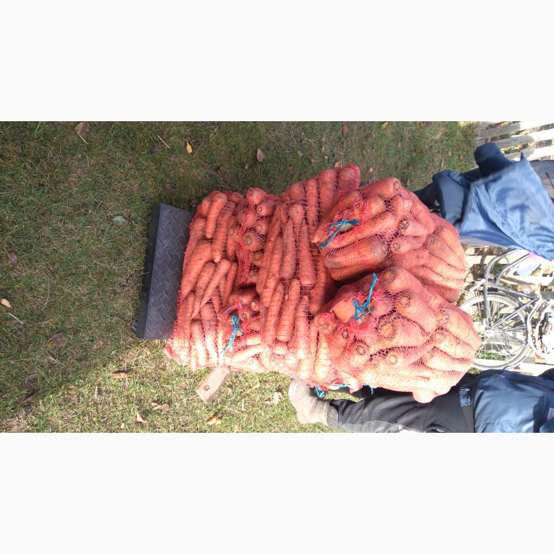 Фото 6. Продам товарну моркву. Ціна 5.50грн