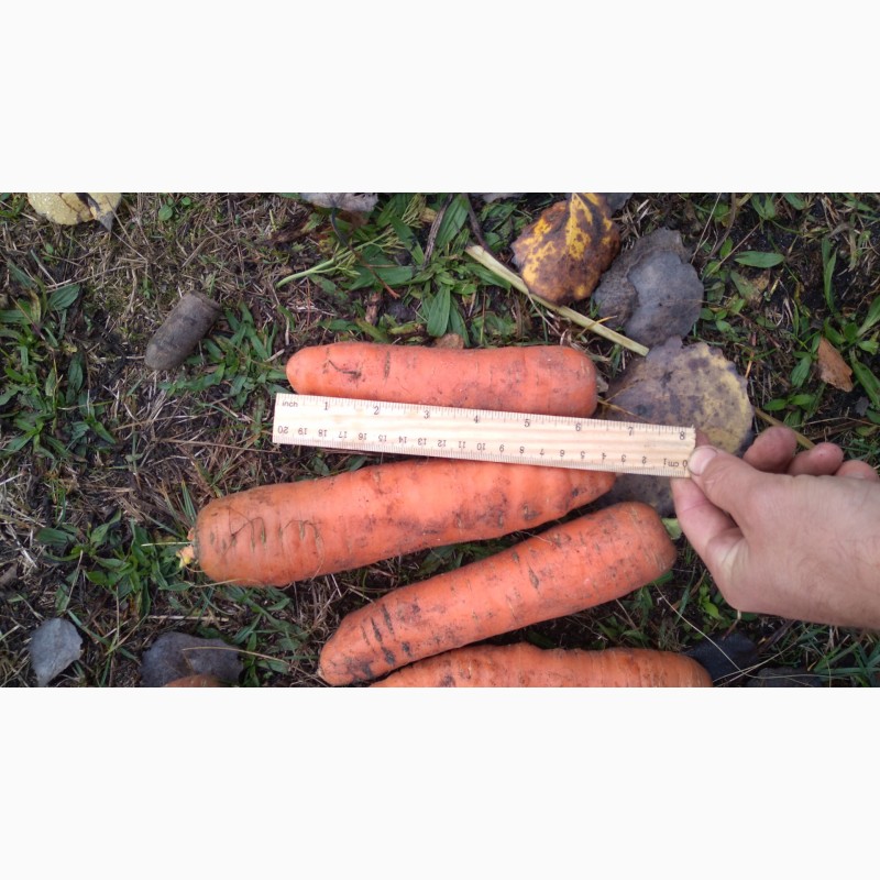 Фото 8. Продам товарну моркву. Ціна 5.50грн