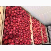Продам яблука ерован (редчіф), фуджі, пінк леді. Вінницька область м.Немирі
