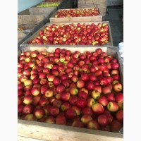 Продам яблука ерован (редчіф), фуджі, пінк леді. Вінницька область м.Немирі