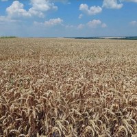 Посівний матеріал пшениці озимої Viterra Seed Катаріна