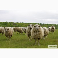 Продаем овцы