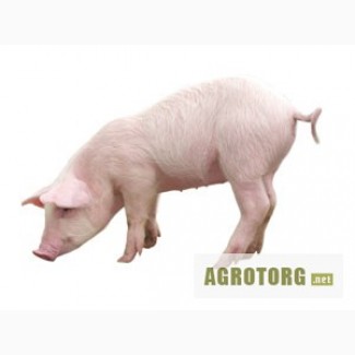 Концентрат для свиней Гровер/Финишер 15 - 10% (Голландия) только соевый протеин 290 грн/м