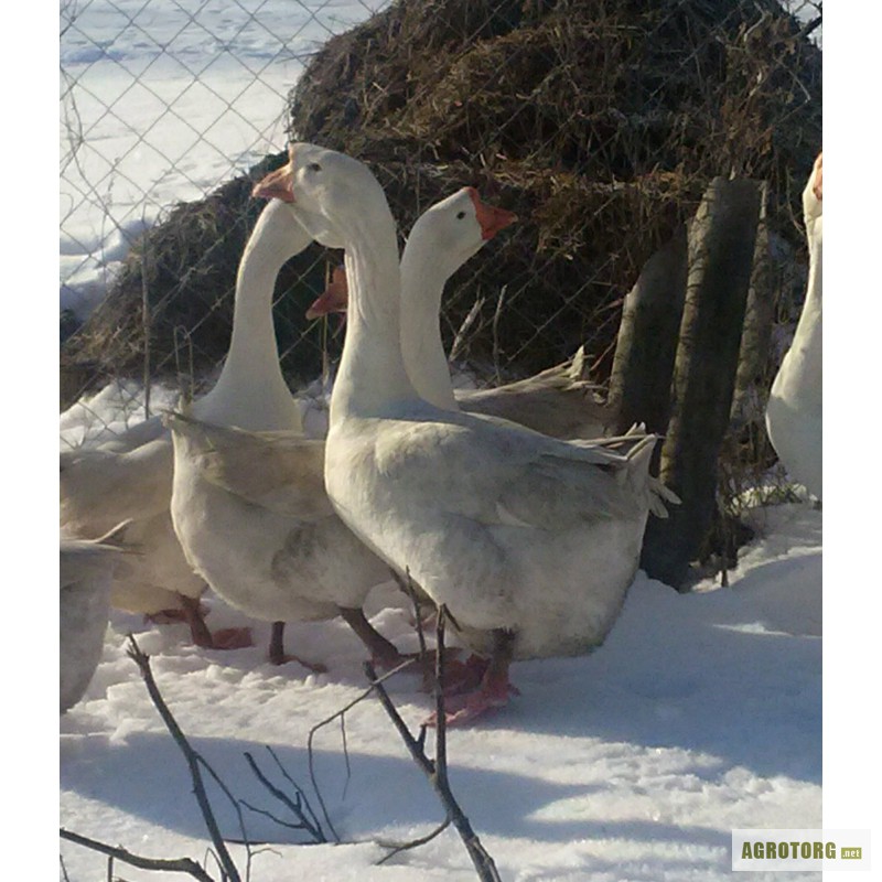 Гуси холмогорской породы фото