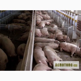 Премикс Польфамикс для откорма свиней 2% (30-110 кг.) Бельгия