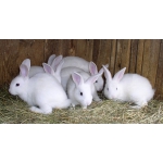 Продам племенних кроликов различных пород для розведения, а также реализирую тушки