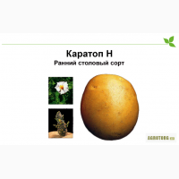 Норика предлагает немецкий, элитный сорт картофеля - Каратоп