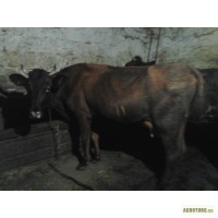 Продам Телочек, коров ( 3 отела)