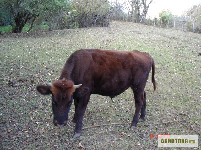 Авито крым купить телят в крыму. Крым с крупно рогатым скотом. Крымская корова. Бык коричневый красный цвет. Быки на продажу.