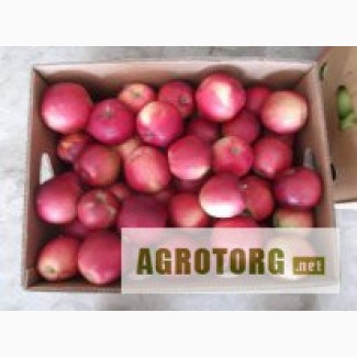 ФХ “СОКОЛ” (г. Черновцы) предлагает яблоки зимних сортов из фруктохранилища.