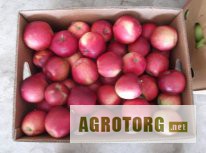 ФХ “СОКОЛ” (г. Черновцы) предлагает яблоки зимних сортов из фруктохранилища.
