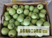 Фото 2. ФХ “СОКОЛ” (г. Черновцы) предлагает яблоки зимних сортов из фруктохранилища.