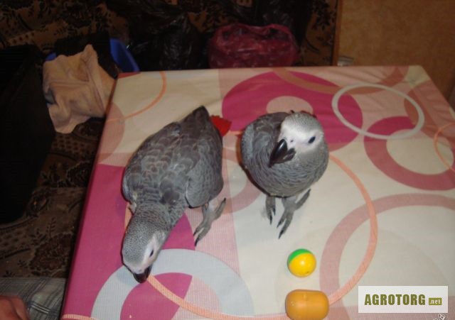 Жако - попугаи птенцы
