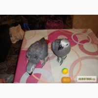 Жако - попугаи птенцы