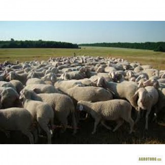 Овцы немецкий меринос