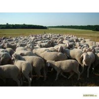Овцы немецкий меринос