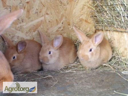 Фото 3. Продам чистокровных кроликов мясной породы Бургундец
