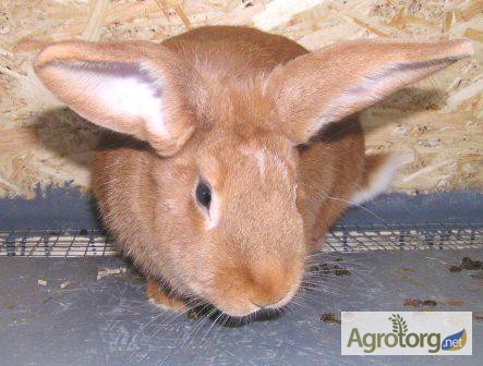 Фото 4. Продам чистокровных кроликов мясной породы Бургундец