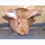 Продам чистокровных кроликов мясной породы Бургундец