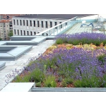 Стены из живых растений в интерьере и экстерьере, сад на крыше