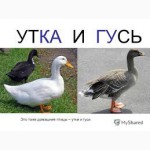 Продажа качественного комбикорма со склада в Харькове