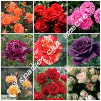 Саженцы роз: чайно-гибридные, бордюрные, плетистые. Более 50 сортов