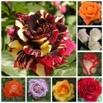 Саженцы роз: чайно-гибридные, бордюрные, плетистые. Более 50 сортов