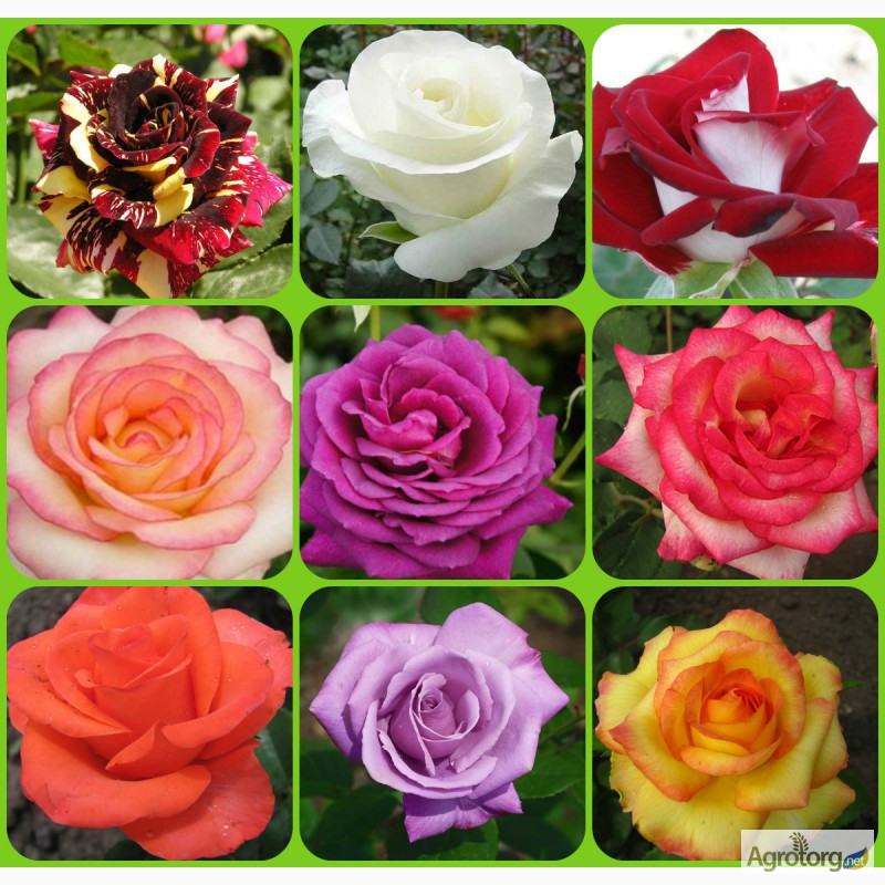 Сорта роз для урала в открытом грунте с фото и названиями