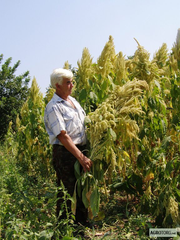 Продам семена амаранта урожая 2010 года