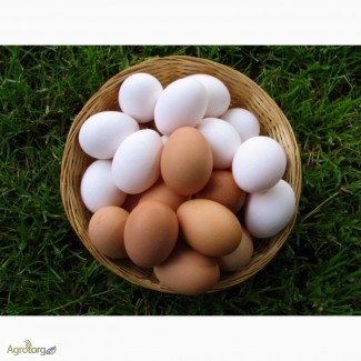 Яйцо инкубационное Испанки, Мастер-Грей, Редбро