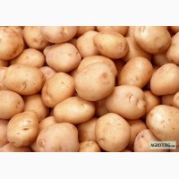Продам картофель сортовой( Белоросса- 25т , Невка- 25т)