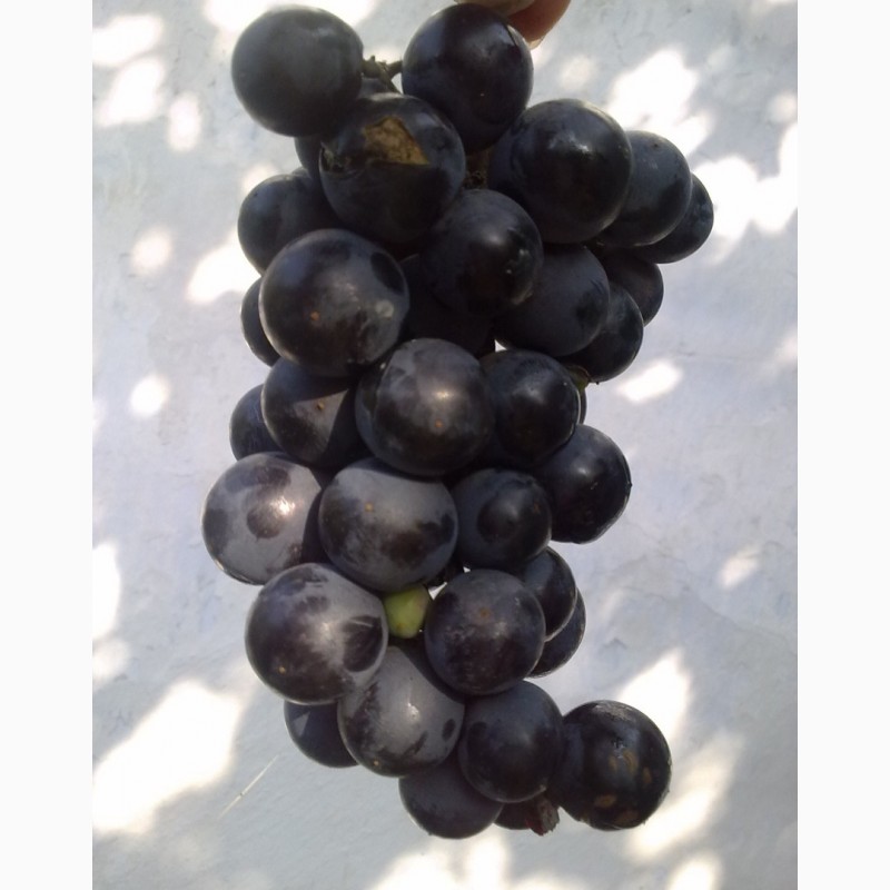Фото 3. Продам виноград винный, столовый, опт