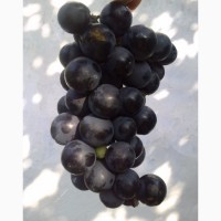 Продам виноград винный, столовый, опт