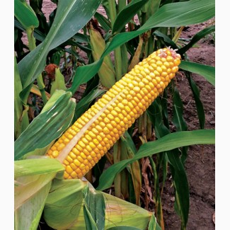 Семена кукурузы Сурреал от производителя Дау Сидс (Dow Seeds)