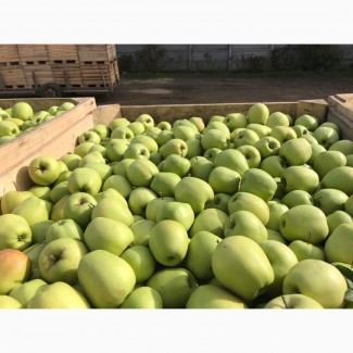 Продаём яблоки оптом с сада от 11грн/кг