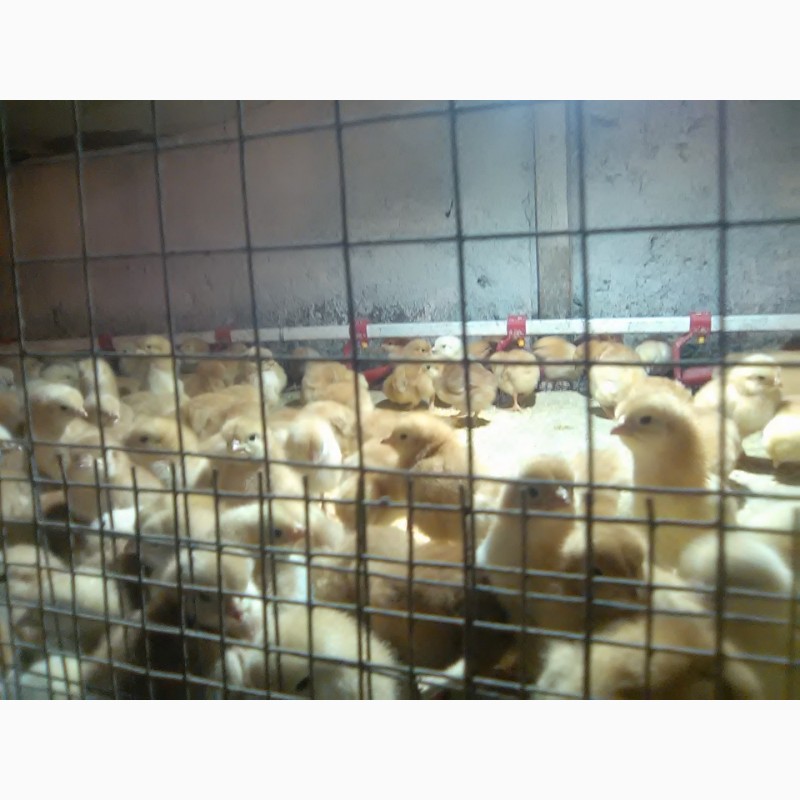 Фото 5. Продаем цыпля мясояичной породы и несушки заказуйте цена ниже рыночной